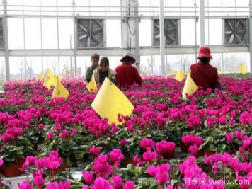 扬州高邮：每天发货30万株，花工厂绽放乡村振兴致富花