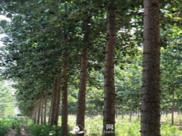 河南周口：培育出不飞絮的杨树新品种