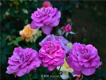 南昌滨江月季园，带你去看天下风流的江西月季花