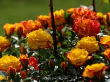 安阳市滑县森林公园月季花开放，赏花打卡正当时
