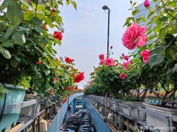 1.2万株月季盛开，南昌八一桥景观花廊拥抱春景